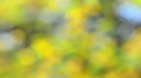 Blurred bokeh holiday abstract background. time lapse. Christmas and New Year Stock-Footage 68837519