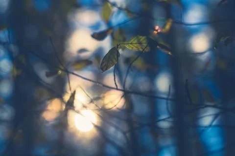 Blurred branches background. Foto stock