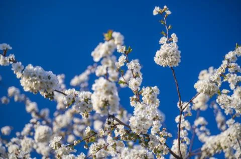 Blurred branches of a blooming tree against the blue sky in an impressionistic Stock Photos