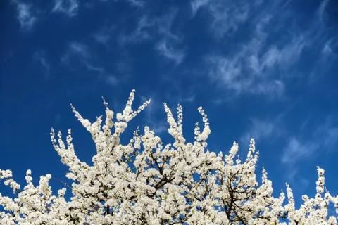 Blurred branches of a blossoming white cherry against a bright blue sky and Stock Photos
