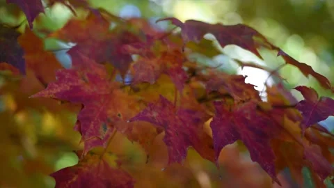 Blurred Bunch of Autumn Blaze Maple. Video stock 139823780