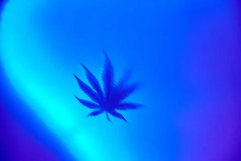 Blurred cannabis leaf on a blue background with place for text. Stock Photos