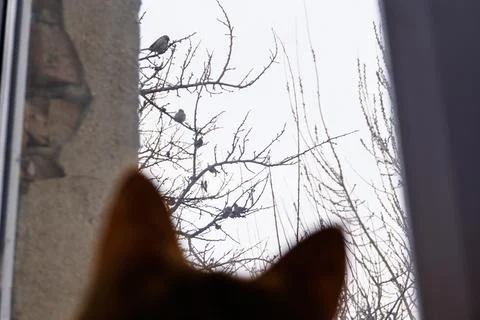 Blurred cat ears looking out of a window at birds on bare tree branches Foto stock