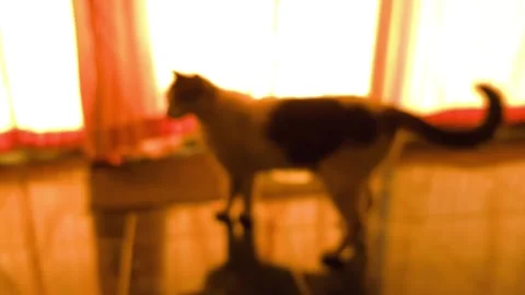 Blurred cat Video stock 331753648