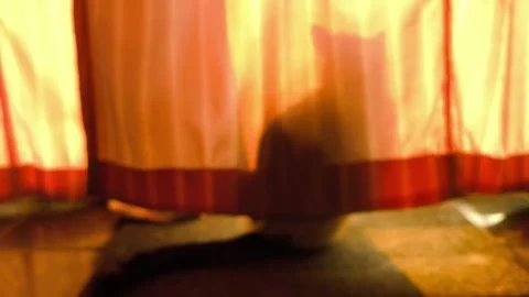 Blurred cat3 스톡 동영상 331753653