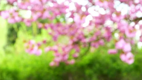Blurred cherry blossom background 動画素材 273047052