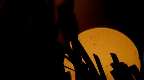 Blurred Christmas Tree Lights. Moving camera. Stock Footage 38286236