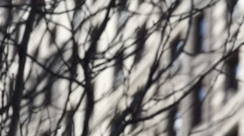 Blurred city tree branches Video stock 36368831
