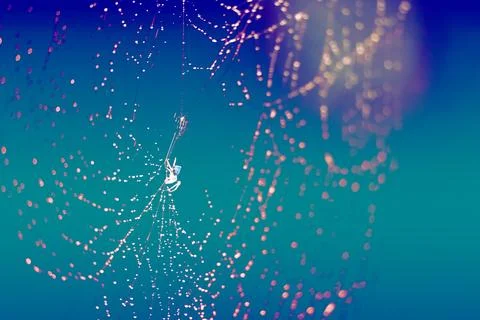 Blurred cobweb dew drop and rain on web and dark blue Illustrazione stock