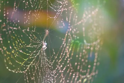 Blurred cobweb dew drop and rain on web and colorful garden Stock Illustration