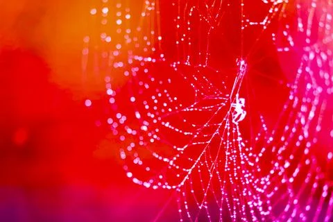 Blurred cobweb dew drop rain on web red background Stock Photos