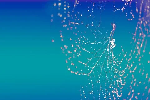 Blurred cobweb dew drop rain on web dark and light blue 写真素材
