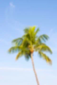 Blurred coconut palm tree Stock Photos