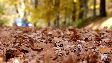 Blurred convertible drive by on forest road Stock Footage 48378154