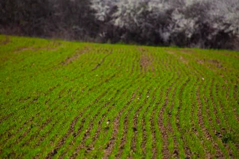 Blurred corn field Stock Photos