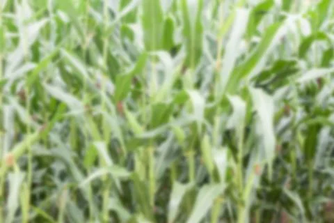Blurred corn green field Stock Photos
