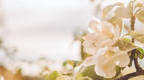 Blurred creative background of apple tree flowers in bloom, with bokeh. White Stock Photos