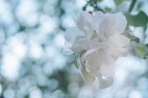 Blurred creative background of apple tree flowers in bloom, with bokeh. White Stock Photos
