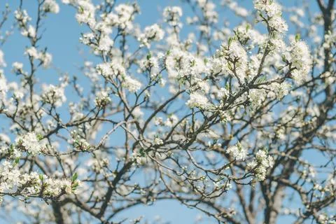 Blurred creative background of branches of apple tree in bloom, against blue  Stock Photos