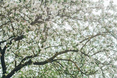 Blurred creative background of branches of apple tree in bloom, against blue  Stock Photos