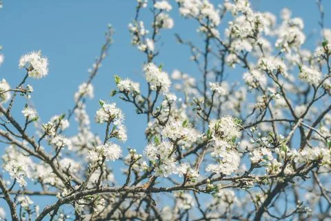 Blurred creative background of branches of apple tree in bloom, against blue  Stock Photos