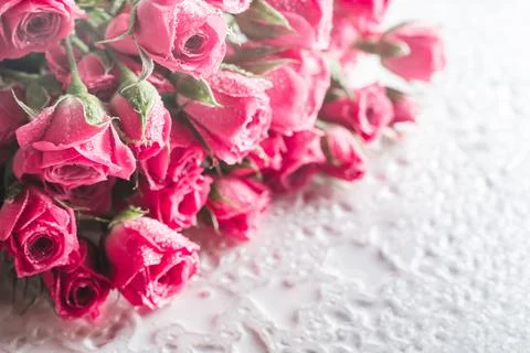 Blurred creative background of pink rose flowers. Partially defocused roses w Stock Photos