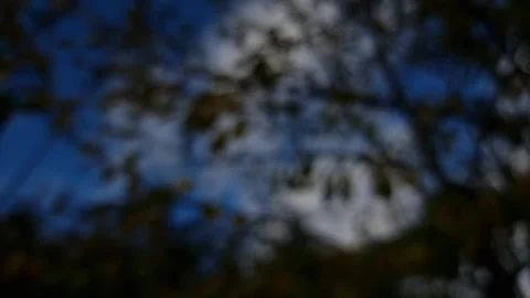 Blurred dark background of autumn sky and leaves. Stock Footage 282604714