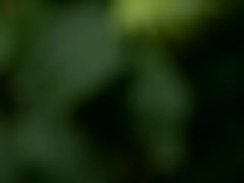 Blurred dark green background. Structure by light Stock Photos