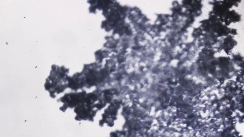 Blurred dark snowflake on a white background under a microscope Stock Footage 86789679