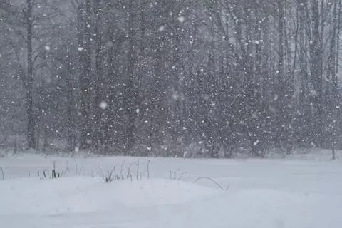 Blurred defocused background of Heavy snowfall. Beautiful forest landscape of Stock Photos