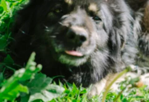 Blurred Dog Stock Photos