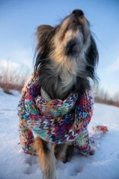 A blurred dog's muzzle seen in close-up from below. Photos