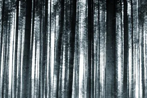 Blurred dreamy tree trunks in a motion blur in the forest Stock Photos