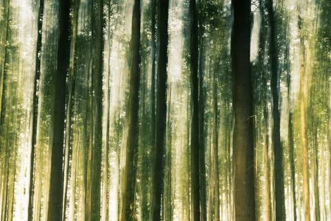 Blurred dreamy tree trunks in a motion blur in the forest Stock Photos