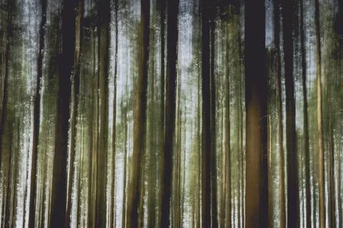 Blurred dreamy tree trunks in a motion blur in the forest Stock Photos