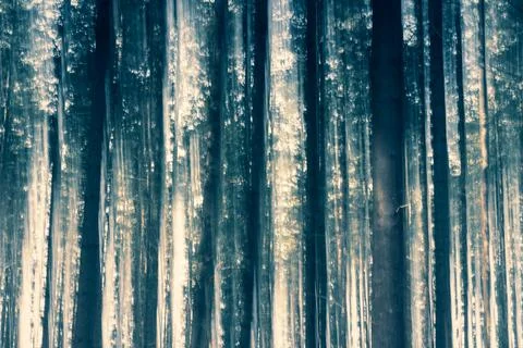 Blurred dreamy tree trunks in a motion blur in the forest Stock Photos