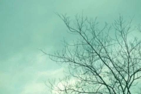 Blurred dried tree with retro filter effect Stock Photos