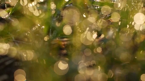 Blurred drops glints on the grass in the sunlight Vídeos de archivo 130265141