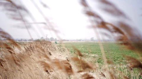 Blurred Dry reed grass swing in the wind in green field and blue sky background. Video stock 106399760