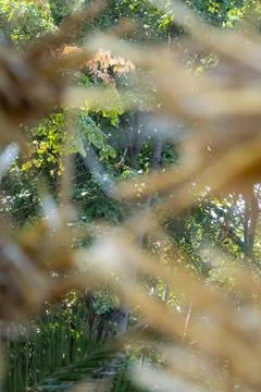 Blurred dry straw foreground framing green woodland in soft sunlight for ru.. Fotos Stock
