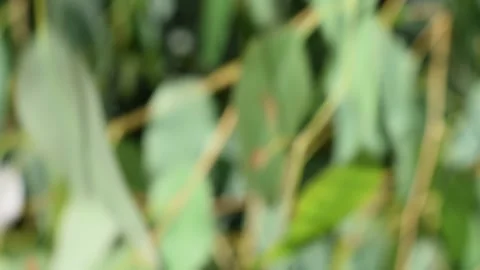 Blurred  eucalyptus tree Stock Footage 133919079