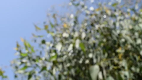 Blurred  eucalyptus tree Stock Footage 133919183