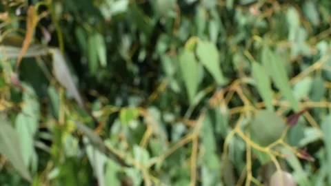 Blurred  eucalyptus tree 库存影片 133919273