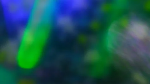 The blurred floral background and bokeh light effect Video stock 341995879