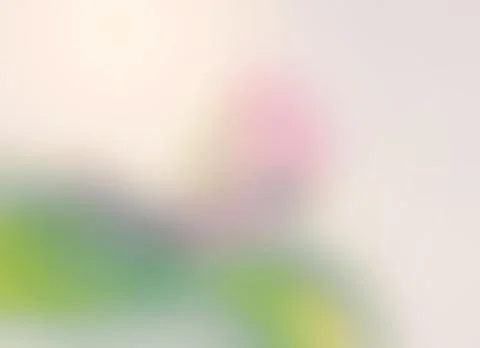 Blurred Flowers Background Stock Photos
