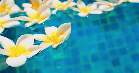 Blurred flowers float on blue water surface in the swimming pool pond. Plumeria Stock Footage 226823997