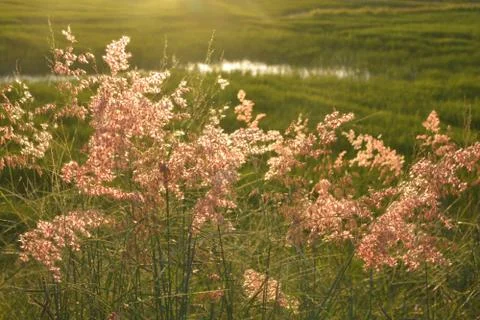 Blurred flowers grass in the evening Stock Photos