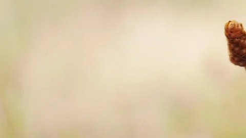 Blurred Flowers in nature. Stock Footage 86338360