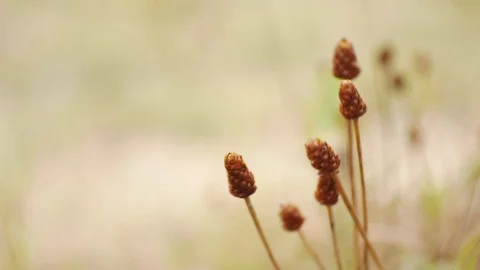 Blurred Flowers in nature. Stock Footage 86338484