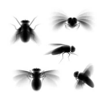 Blurred fly Stock Illustration